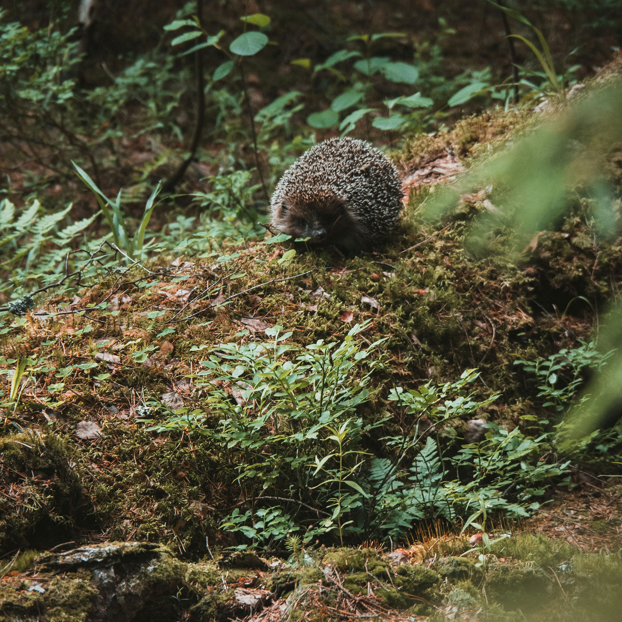 Characters-Heidelberg, Igel