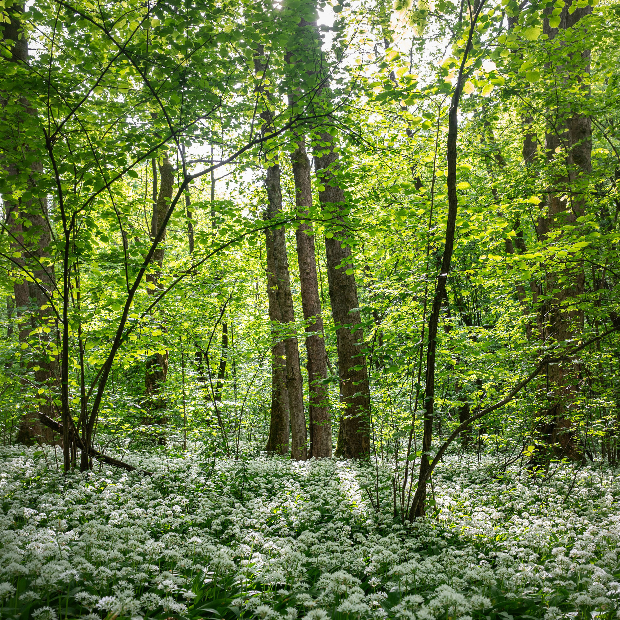 Characters-Heidelberg, Lage am Wald